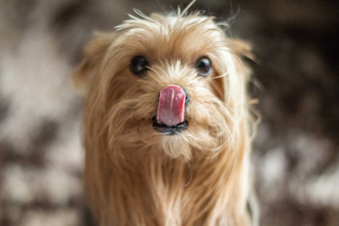 Yorkie s vyplazeným jazykom